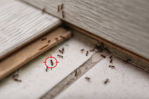 Best Best Pest Control Companies  in Poulsbo, WA